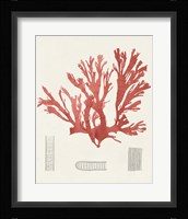 Vintage Coral Study IV Framed Print