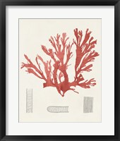 Vintage Coral Study IV Framed Print