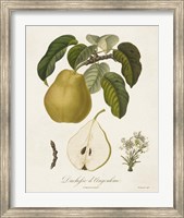 Vintage Pears I Fine Art Print