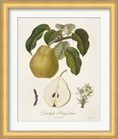 Vintage Pears I Fine Art Print