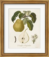 Vintage Pears I Fine Art Print