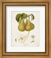Vintage Pears V Fine Art Print