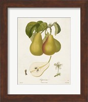 Vintage Pears V Fine Art Print