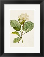Magnolia Flowers I Fine Art Print
