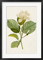 Magnolia Flowers I Fine Art Print