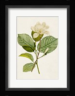 Magnolia Flowers I Framed Print