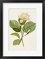 Magnolia Flowers I Framed Print