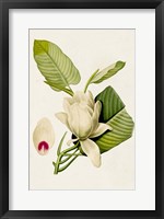 Magnolia Flowers II Fine Art Print