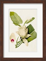Magnolia Flowers II Fine Art Print