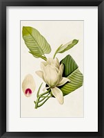 Magnolia Flowers II Framed Print