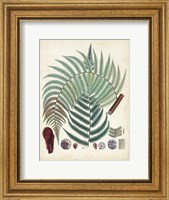 Collected Ferns I Fine Art Print