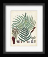 Collected Ferns I Framed Print