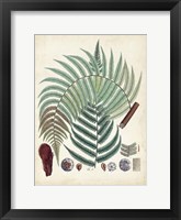 Collected Ferns I Framed Print