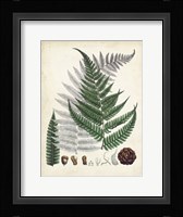 Collected Ferns II Framed Print