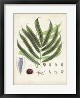 Collected Ferns III Fine Art Print