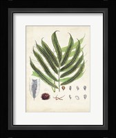 Collected Ferns III Framed Print