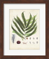 Collected Ferns III Fine Art Print