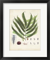 Collected Ferns III Framed Print