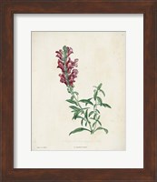 Traditional Botanical I Fine Art Print