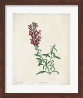 Traditional Botanical I Fine Art Print