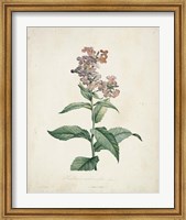 Traditional Botanical II Fine Art Print