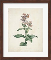 Traditional Botanical II Fine Art Print