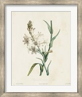 Traditional Botanical IV Fine Art Print
