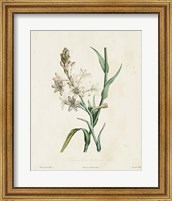 Traditional Botanical IV Fine Art Print
