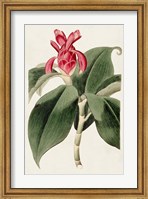 Flora of the Tropics I Fine Art Print
