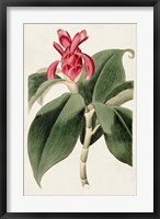 Flora of the Tropics I Fine Art Print