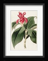 Flora of the Tropics I Framed Print