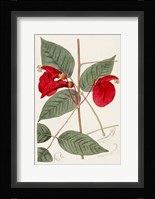 Flora of the Tropics II Framed Print