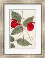 Flora of the Tropics II Fine Art Print