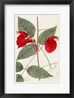 Flora of the Tropics II Fine Art Print