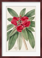 Flora of the Tropics III Fine Art Print