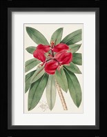 Flora of the Tropics III Framed Print