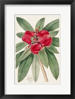 Flora of the Tropics III Framed Print