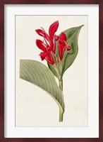 Flora of the Tropics IV Fine Art Print