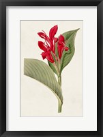 Flora of the Tropics IV Framed Print