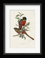 Elegant Trogons I Fine Art Print
