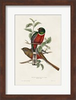 Elegant Trogons I Fine Art Print