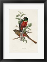Elegant Trogons I Framed Print