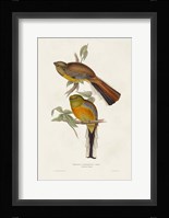 Elegant Trogons II Fine Art Print