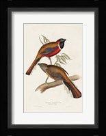 Elegant Trogons IV Fine Art Print