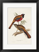 Elegant Trogons IV Framed Print