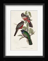 Elegant Trogons V Fine Art Print