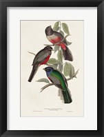 Elegant Trogons V Framed Print