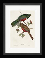 Elegant Trogons VI Fine Art Print