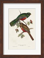 Elegant Trogons VI Fine Art Print