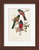 Elegant Trogons IX Fine Art Print